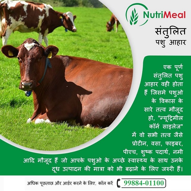 Punjab Silage Rajpura